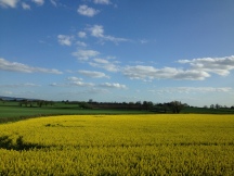 Fields of canola from the train window